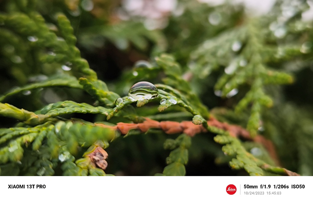 A photo of a raindrop on a coniferous bush branch up close